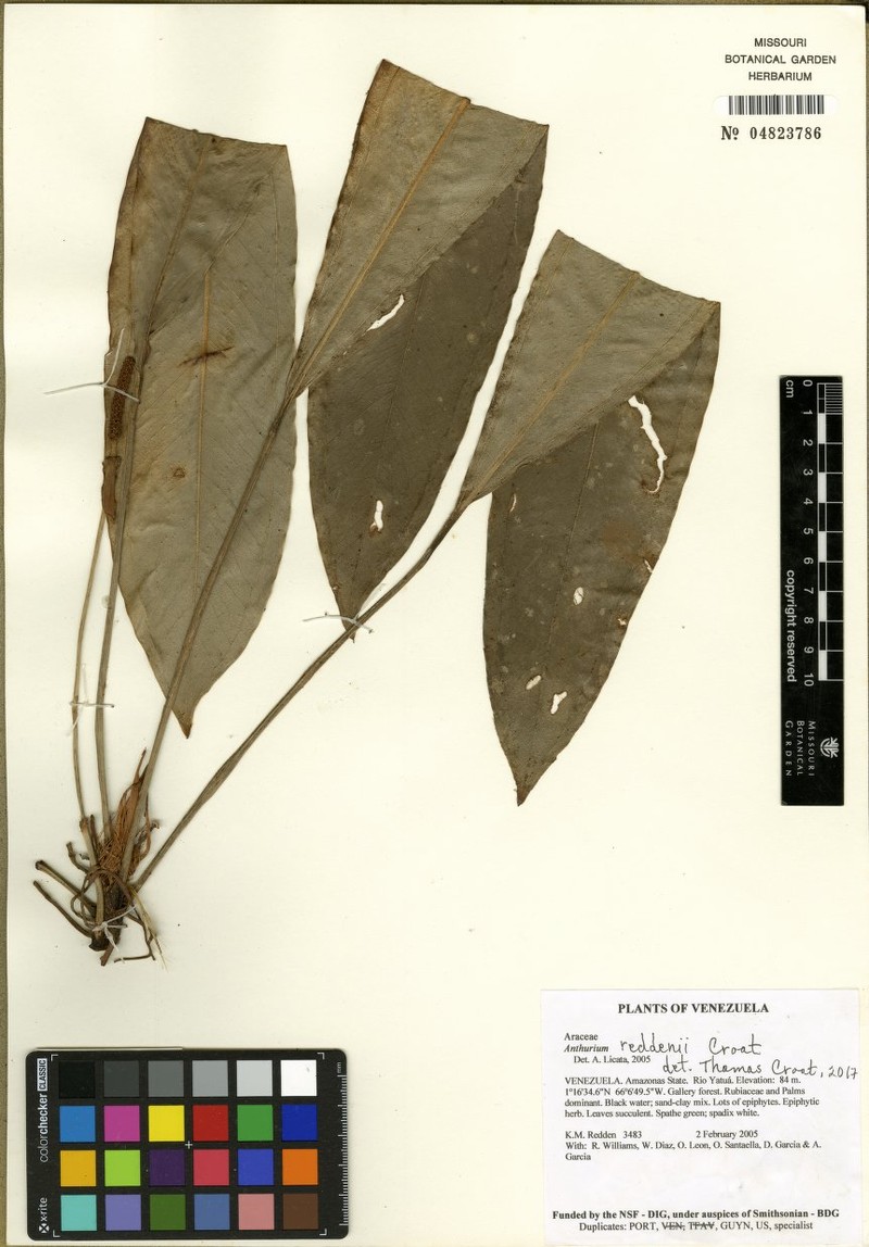 Anthurium yatuense
