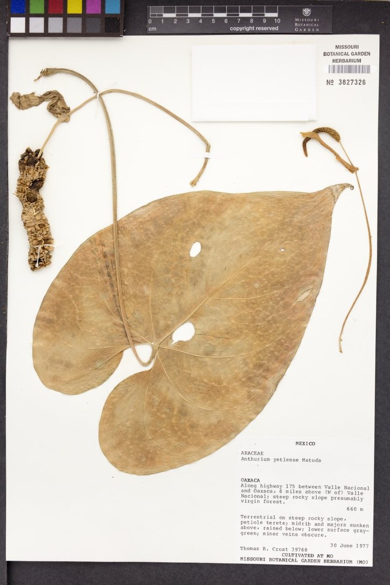 Anthurium yetlense photo 3