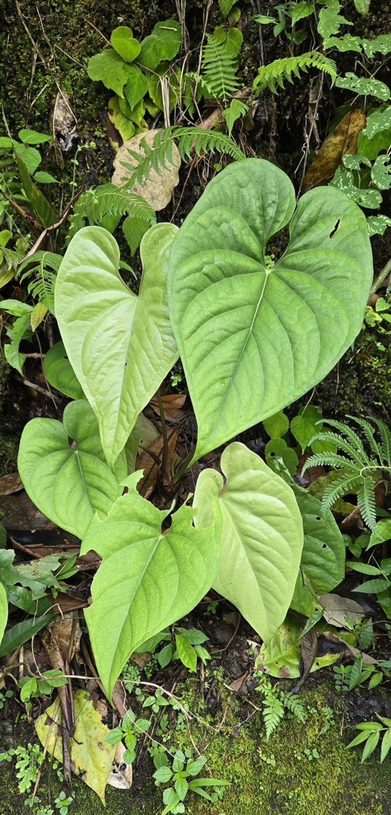 Anthurium yetlense