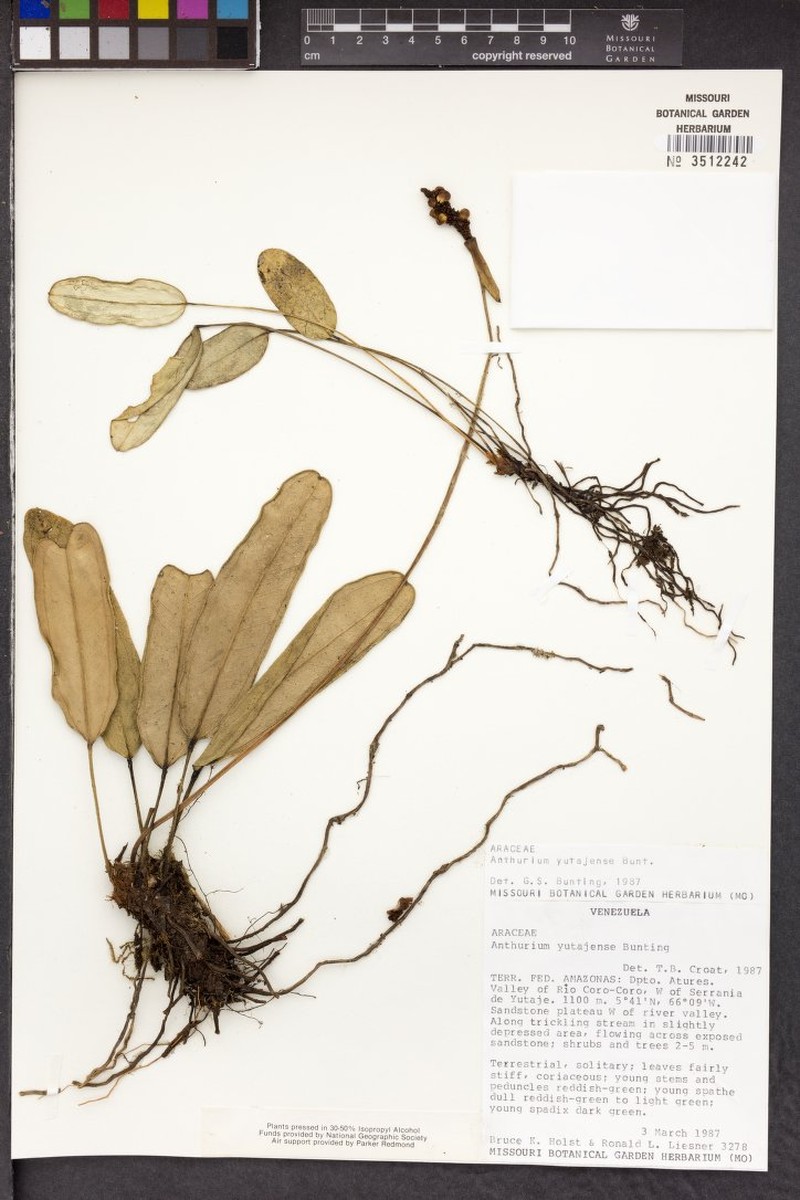 Anthurium yutajense
