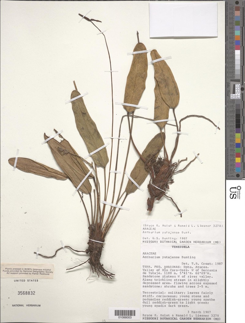 Anthurium yutajense photo 2