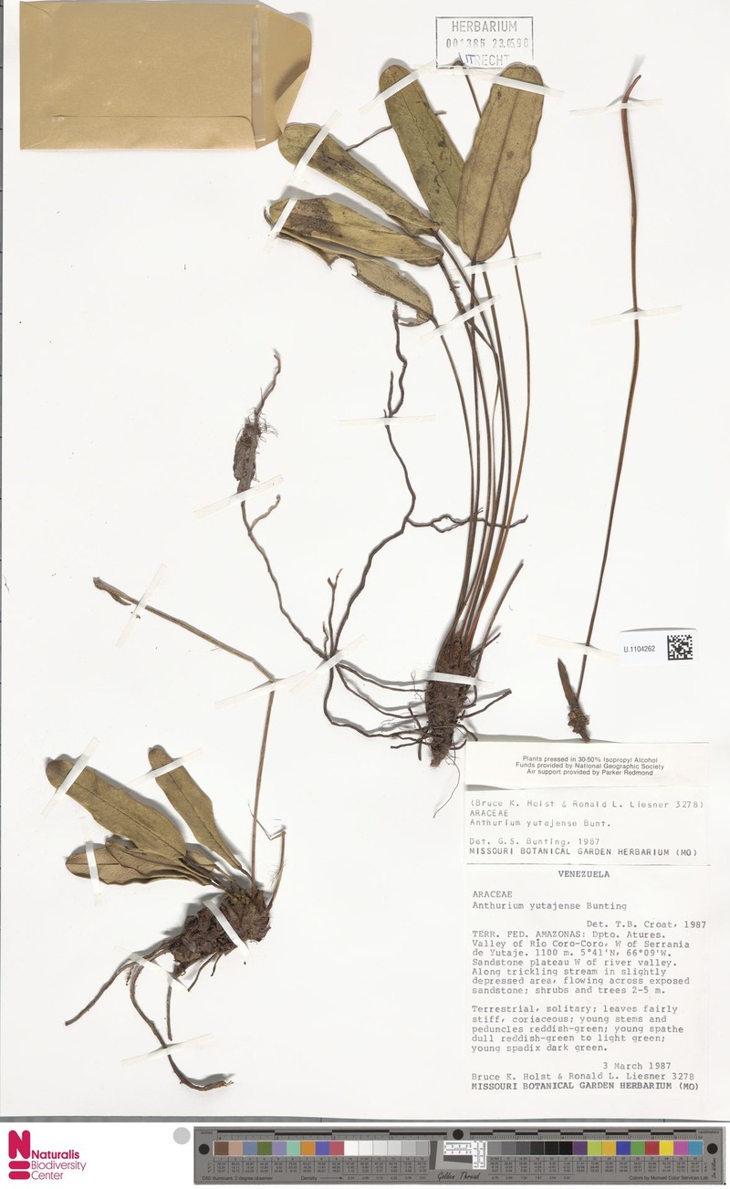 Anthurium yutajense photo 3