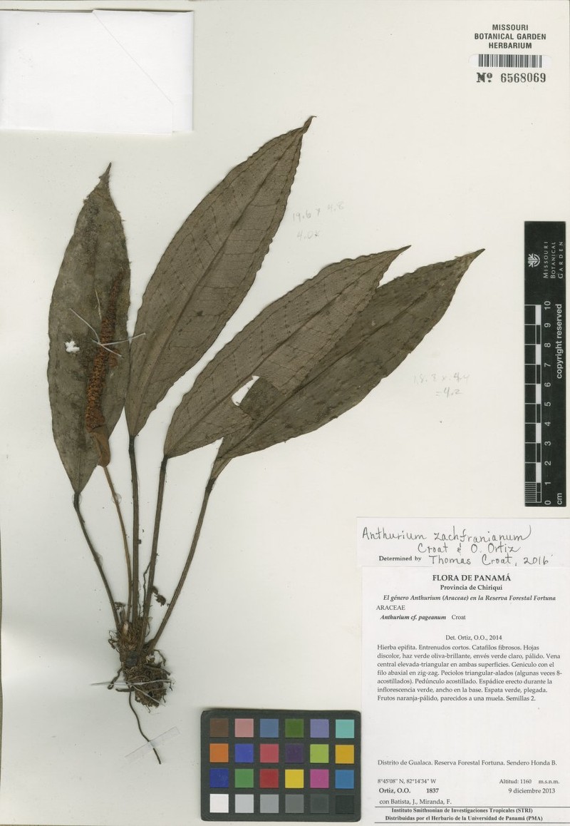 Anthurium zachdufranianum