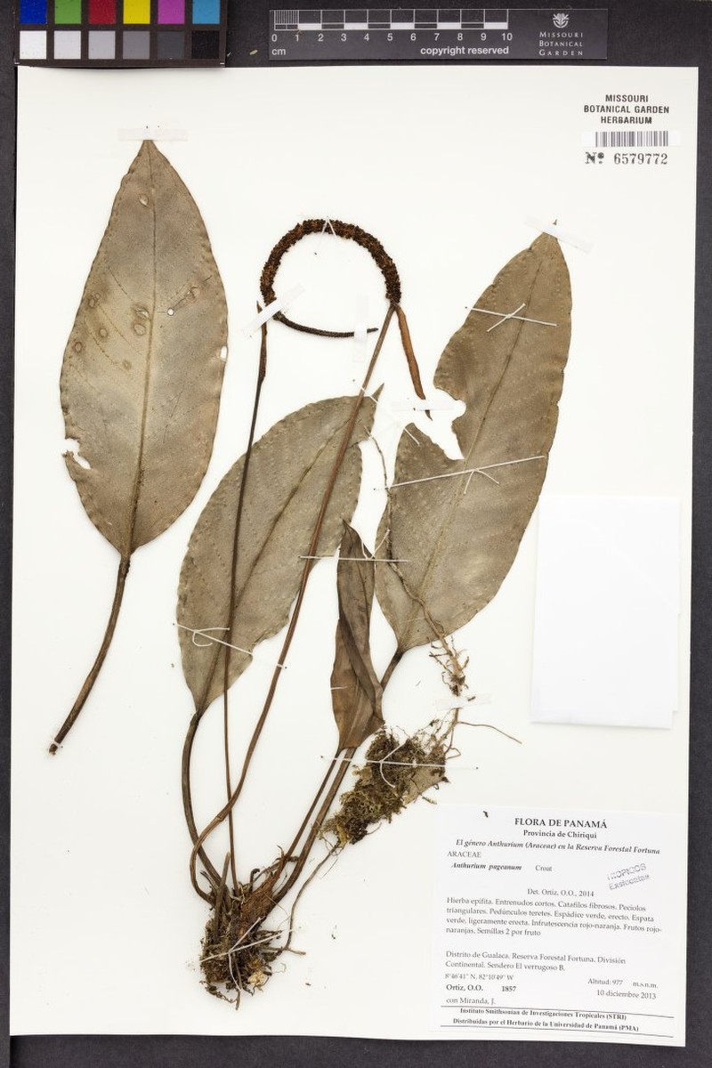 Anthurium zachdufranianum photo 2