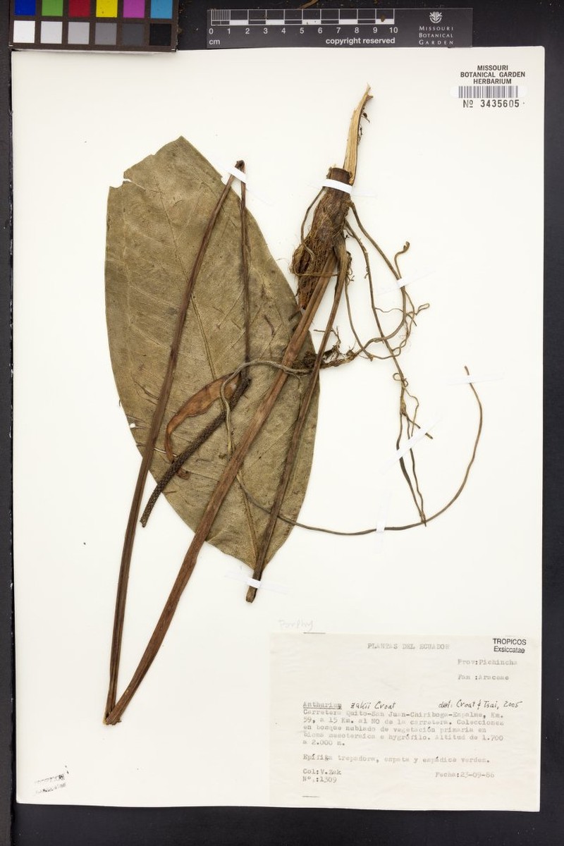 Anthurium zakii