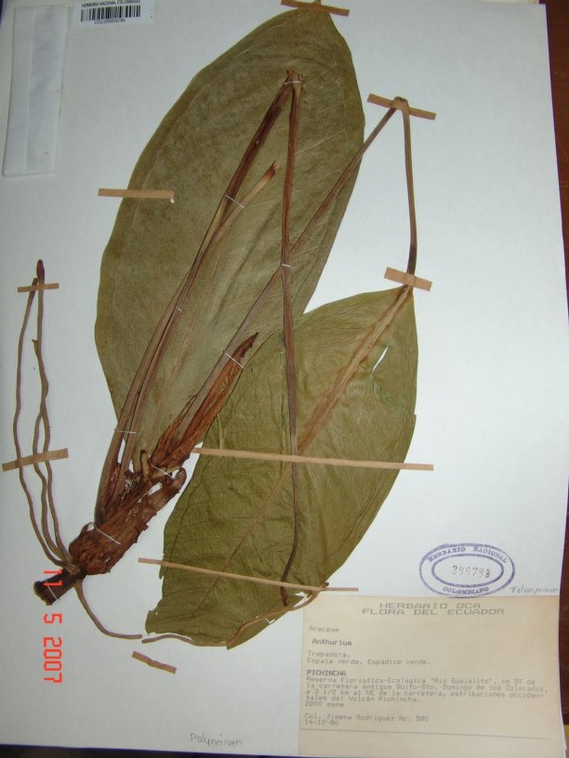 Anthurium zakii photo 3