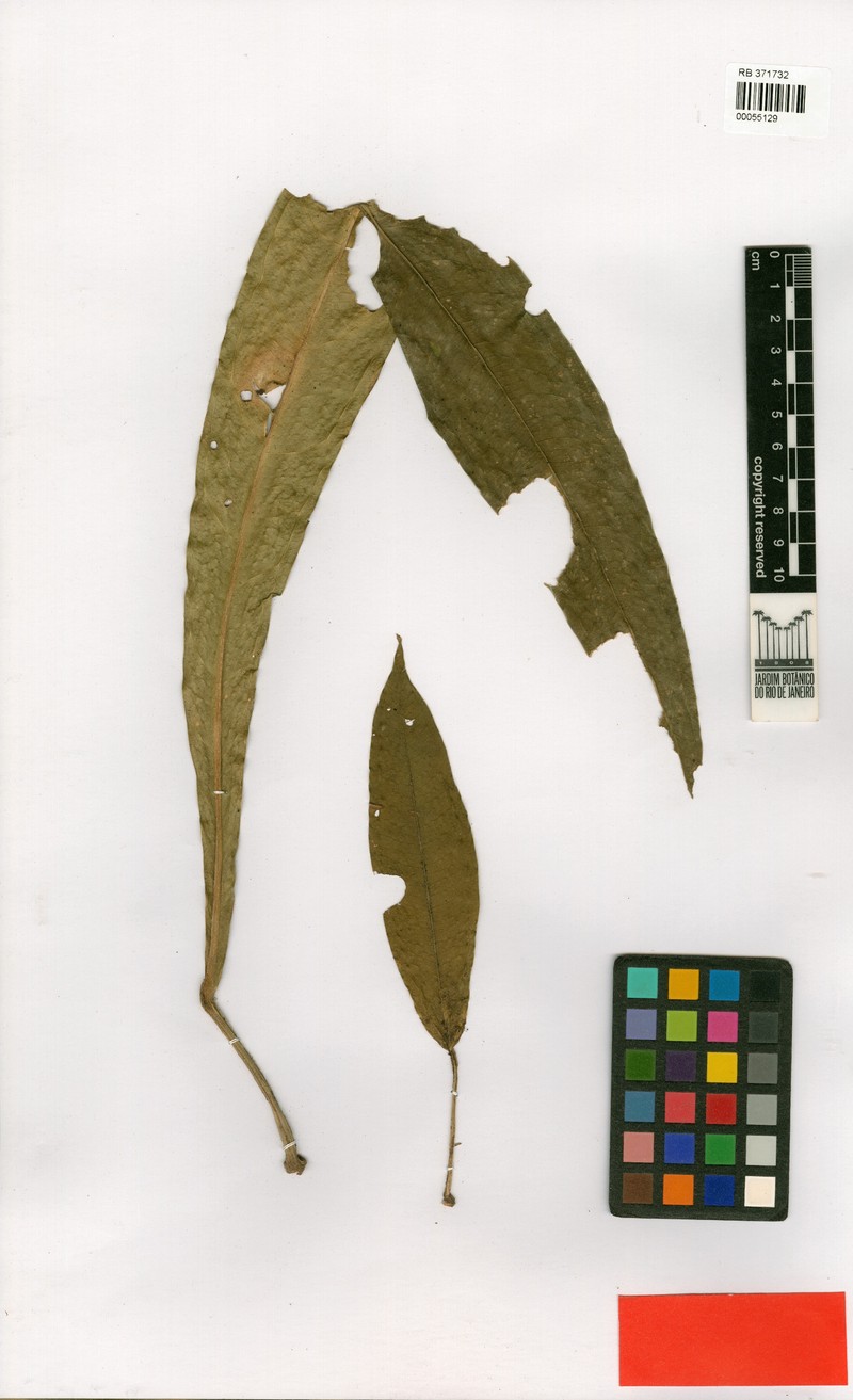 Anthurium zeneidae