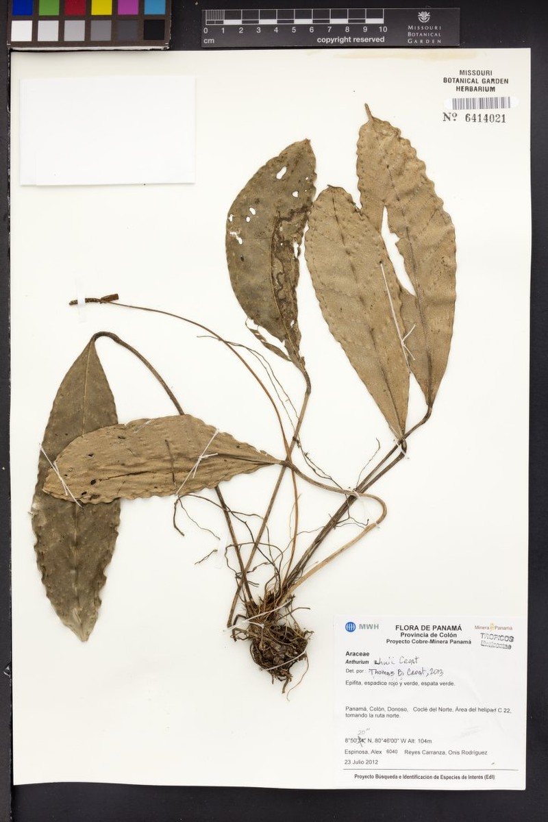 Anthurium zhui