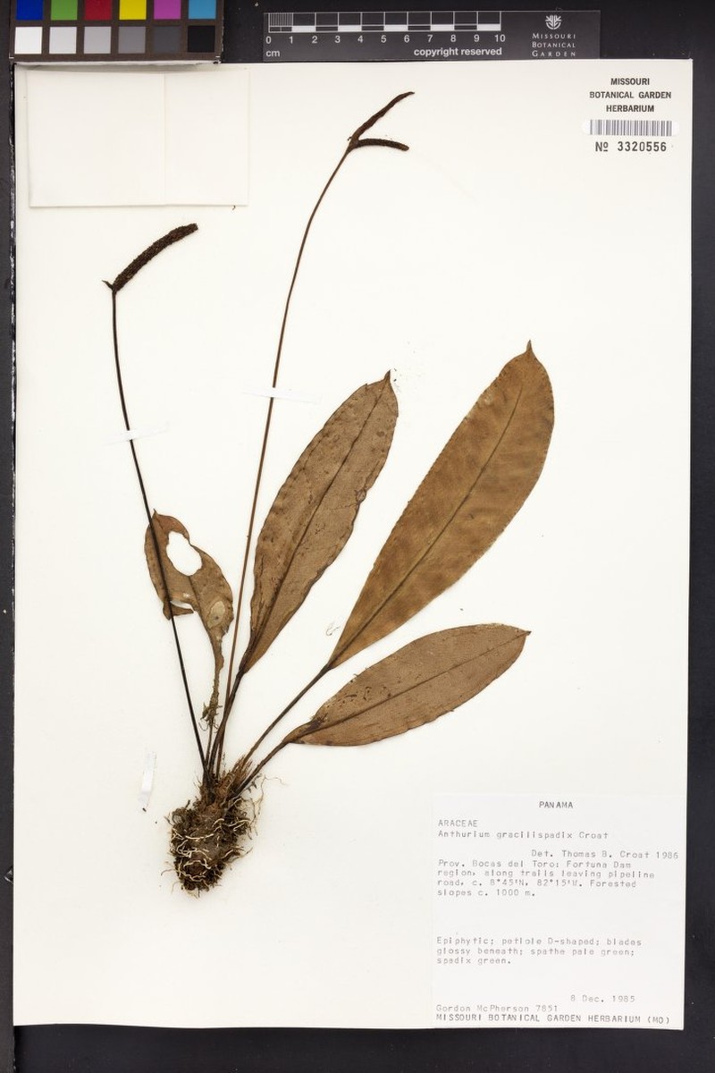 Anthurium zhui photo 4