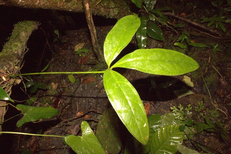 Anthurium zuluagae