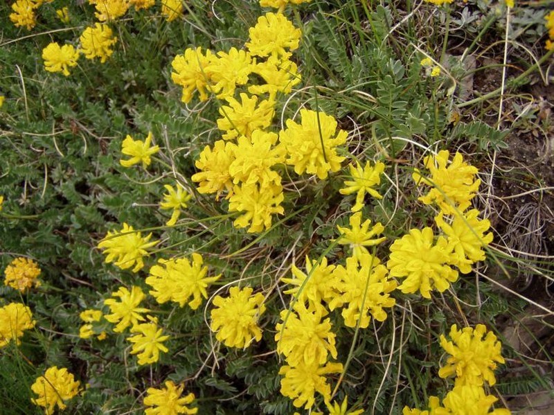 Anthyllis aurea photo 2