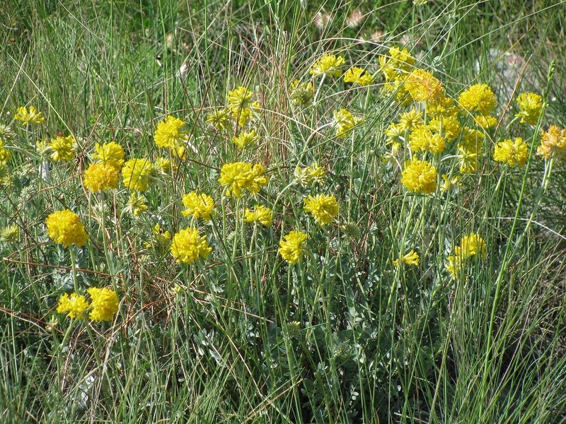 Anthyllis aurea photo 4
