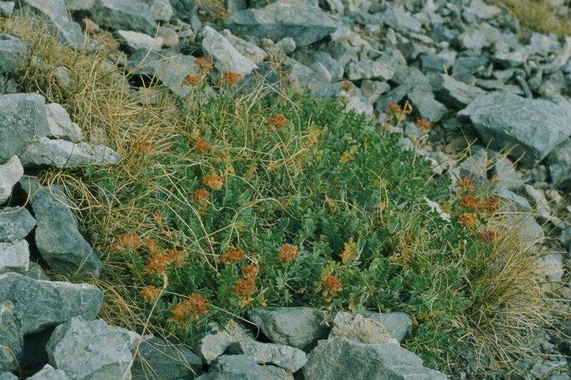 Anthyllis aurea photo 5