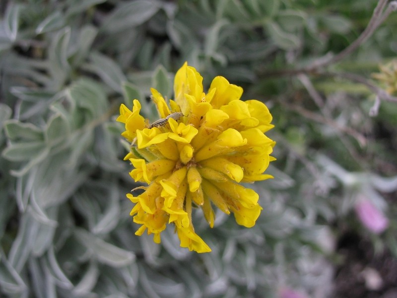 Anthyllis aurea photo 6