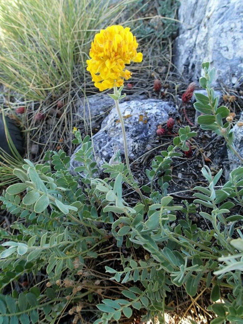 Anthyllis aurea photo 8