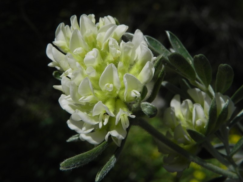 Anthyllis barba-jovis photo 2