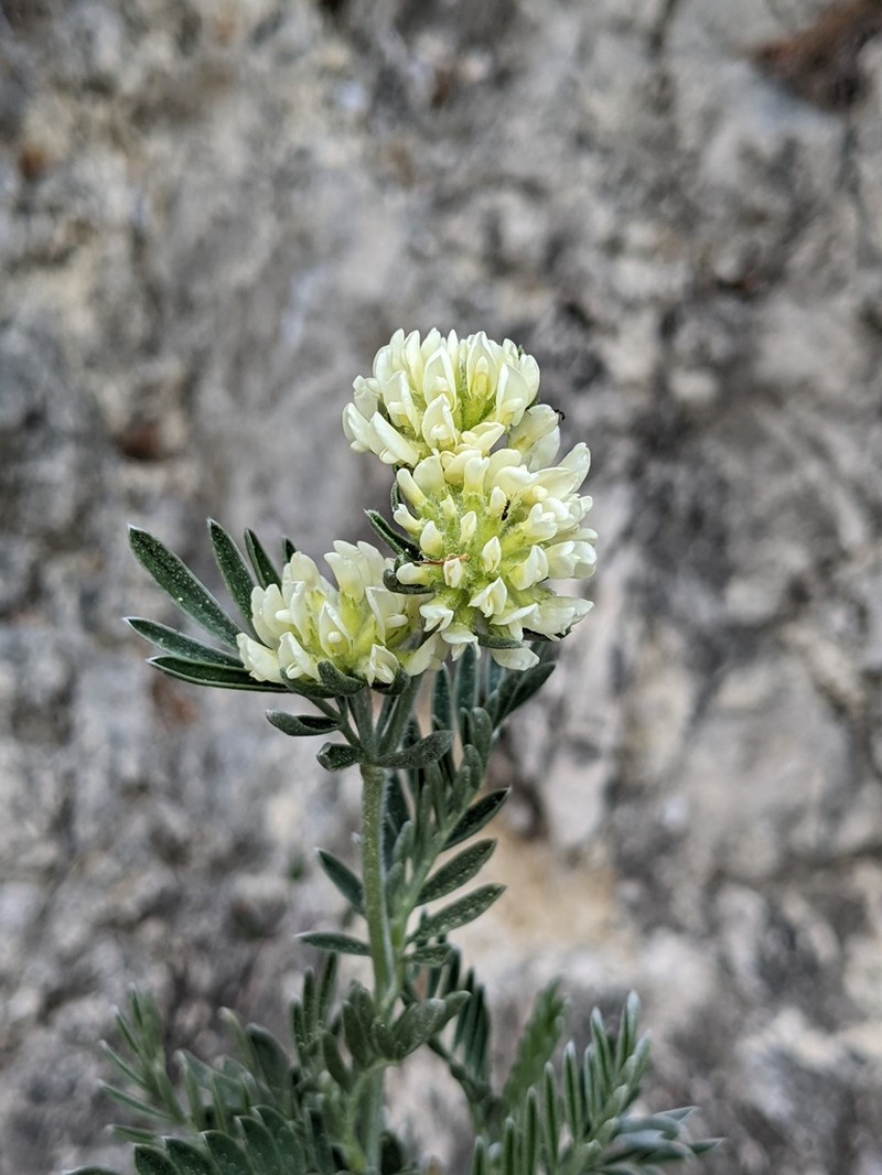 Anthyllis barba-jovis photo 4