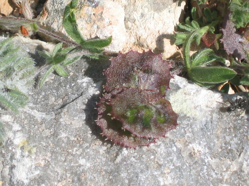 Hymenocarpos circinnatus photo 2