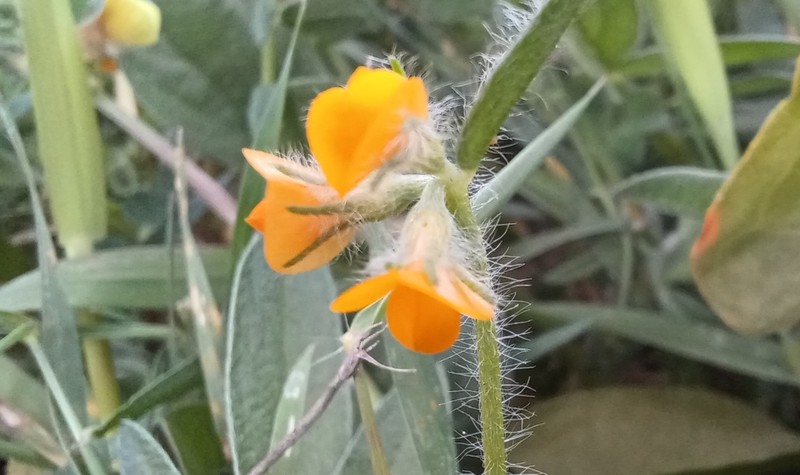 Hymenocarpos circinnatus photo 3