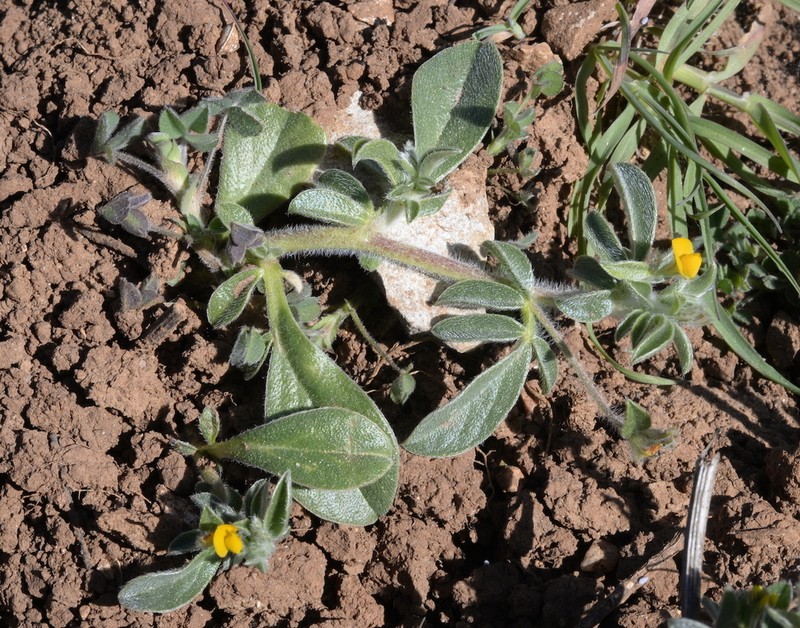 Hymenocarpos circinnatus photo 4