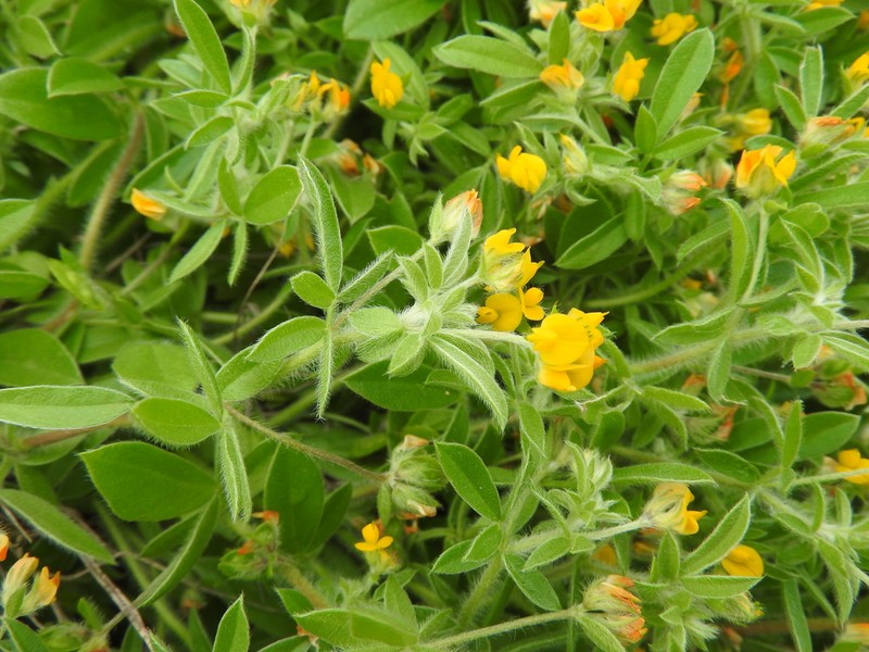 Hymenocarpos circinnatus photo 5
