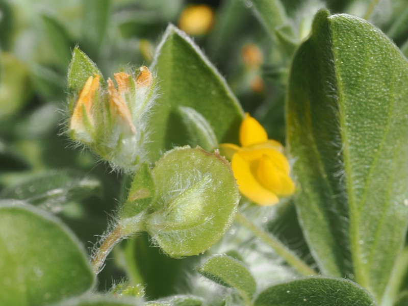 Hymenocarpos circinnatus photo 6