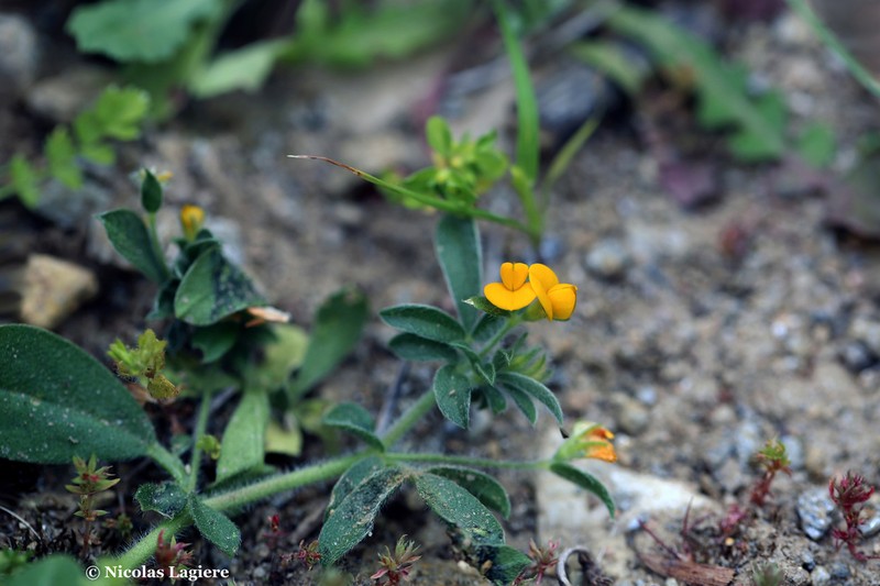 Hymenocarpos circinnatus photo 7
