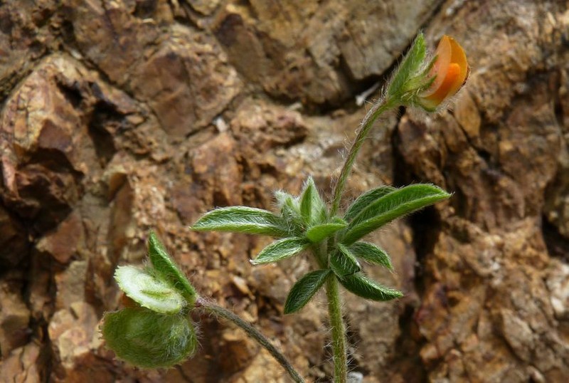 Hymenocarpos circinnatus photo 8