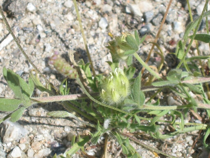 Anthyllis cornicina