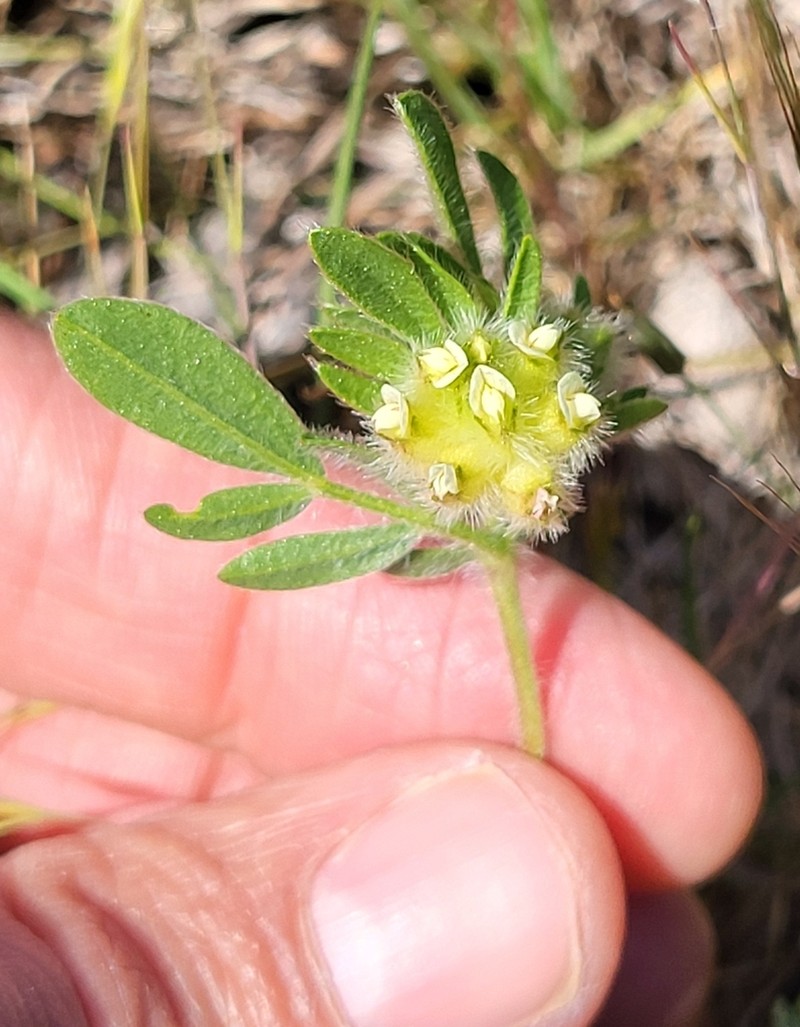 Anthyllis cornicina photo 2