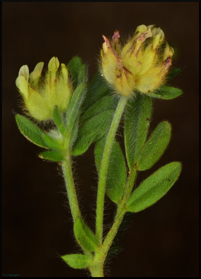 Anthyllis cornicina photo 4