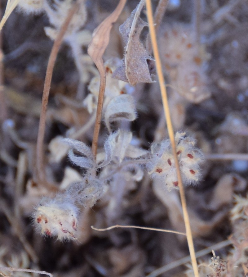 Anthyllis cornicina photo 5