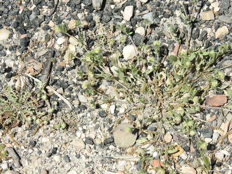 Anthyllis cornicina photo 6