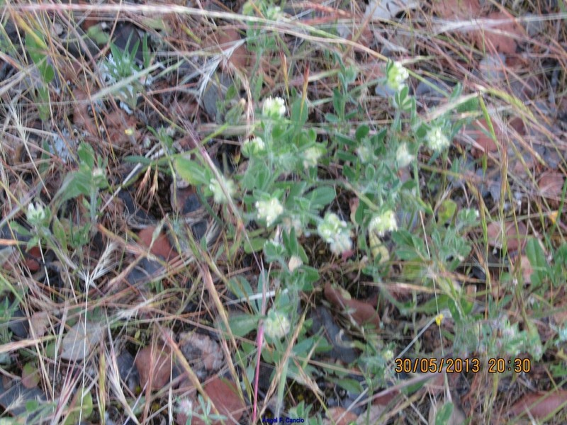 Anthyllis cornicina photo 8
