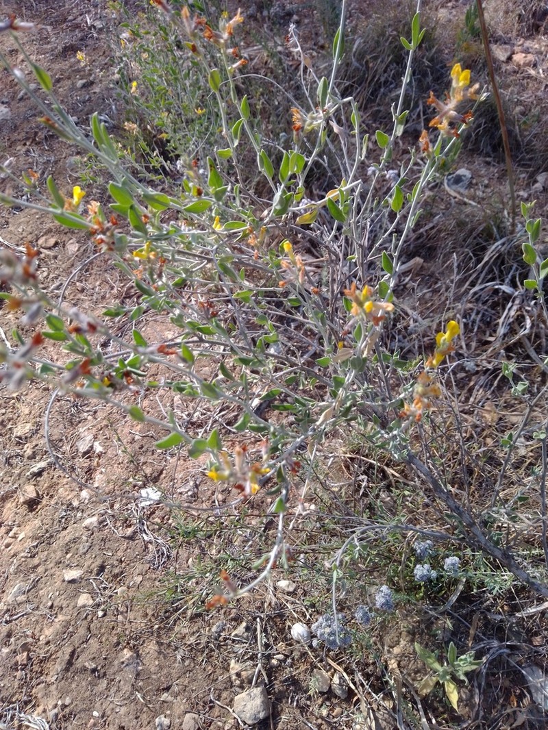 Albaida photo 7