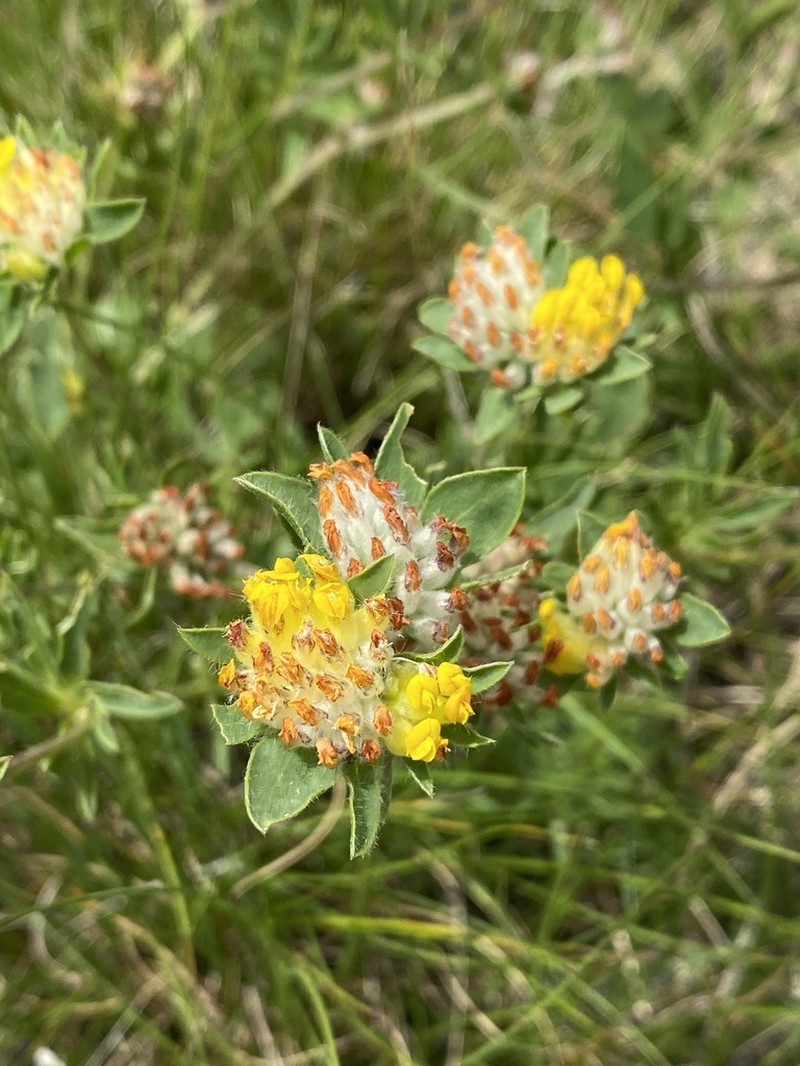 Anthyllis dalmatica