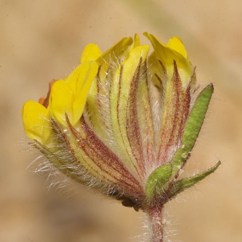 Anthyllis hamosa
