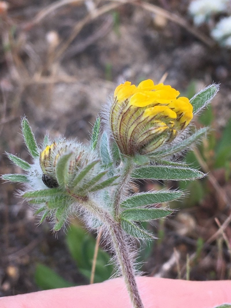 Anthyllis hamosa photo 2