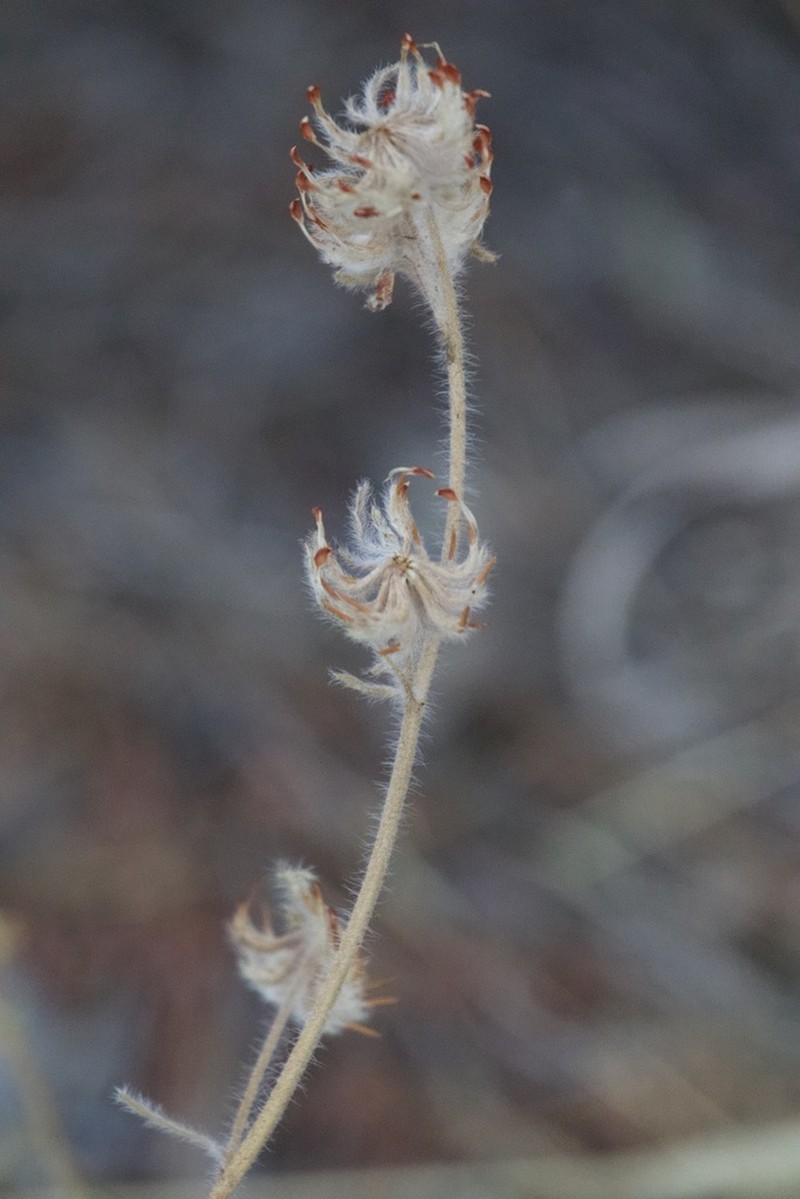 Anthyllis hamosa photo 3