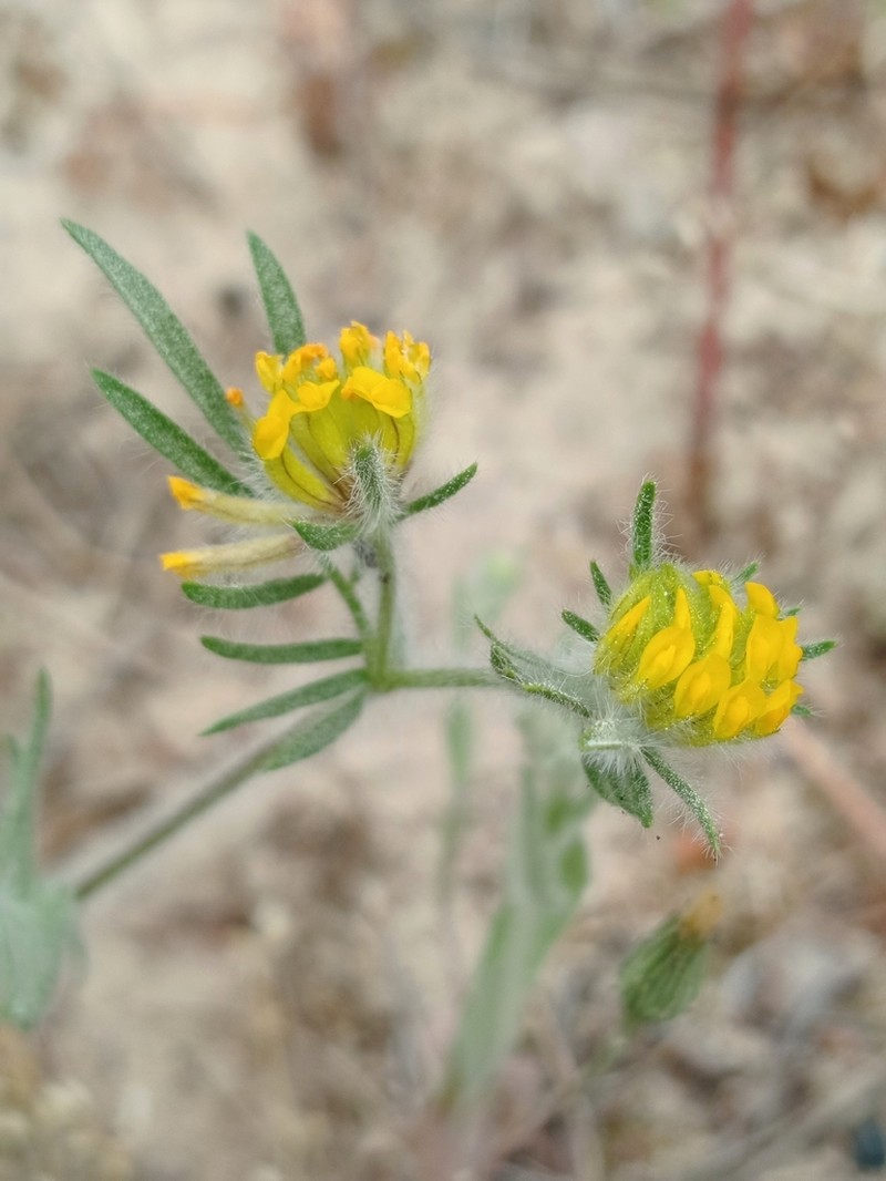 Anthyllis hamosa photo 5