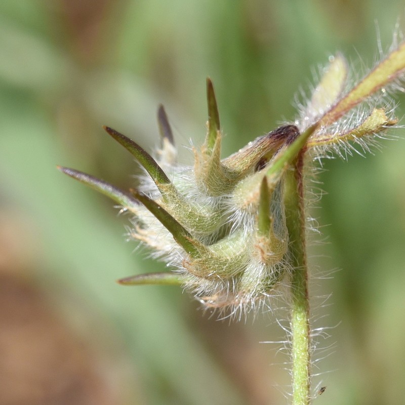 Anthyllis hamosa photo 6