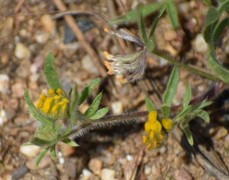 Anthyllis hamosa photo 7
