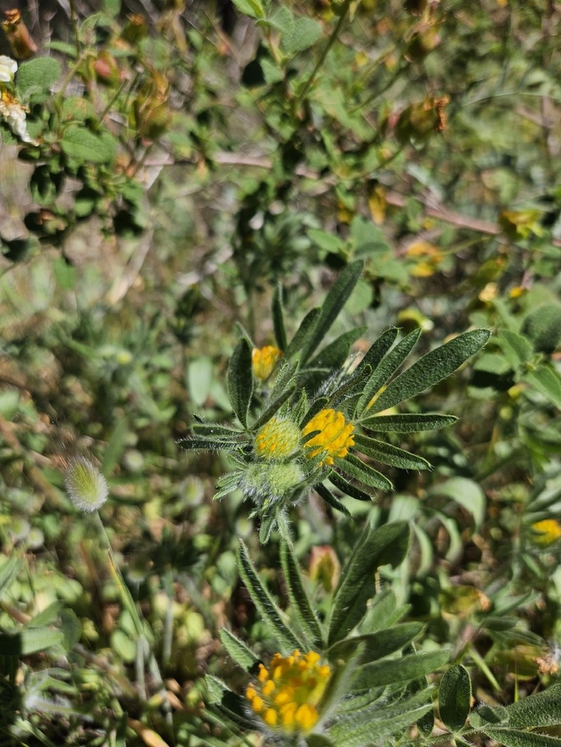 Anthyllis hamosa photo 8