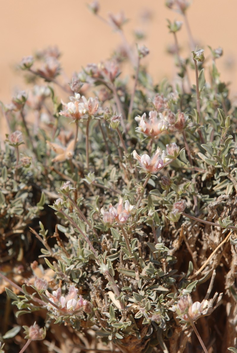 Anthyllis henoniana