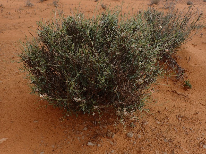 Anthyllis henoniana photo 4