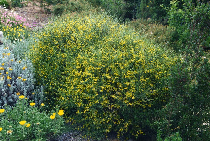 Anthyllis hermanniae