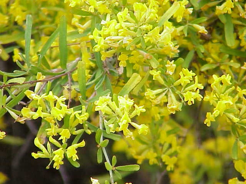 Anthyllis hermanniae photo 2