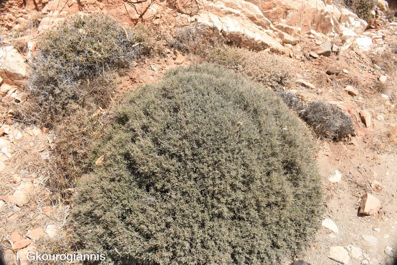 Anthyllis hermanniae photo 3