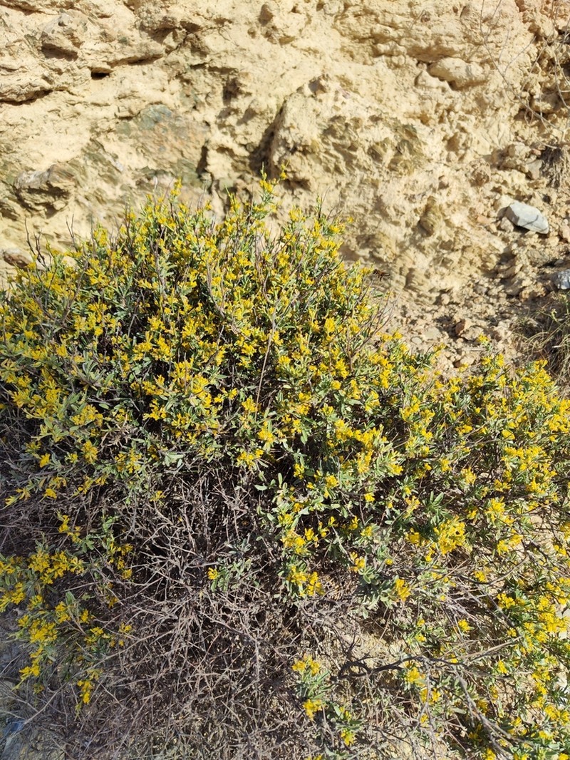 Anthyllis hermanniae photo 4