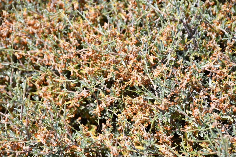 Anthyllis hermanniae photo 6